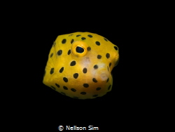 Hello from the yellow polka dots from Tioman island, Mala... by Nellson Sim 